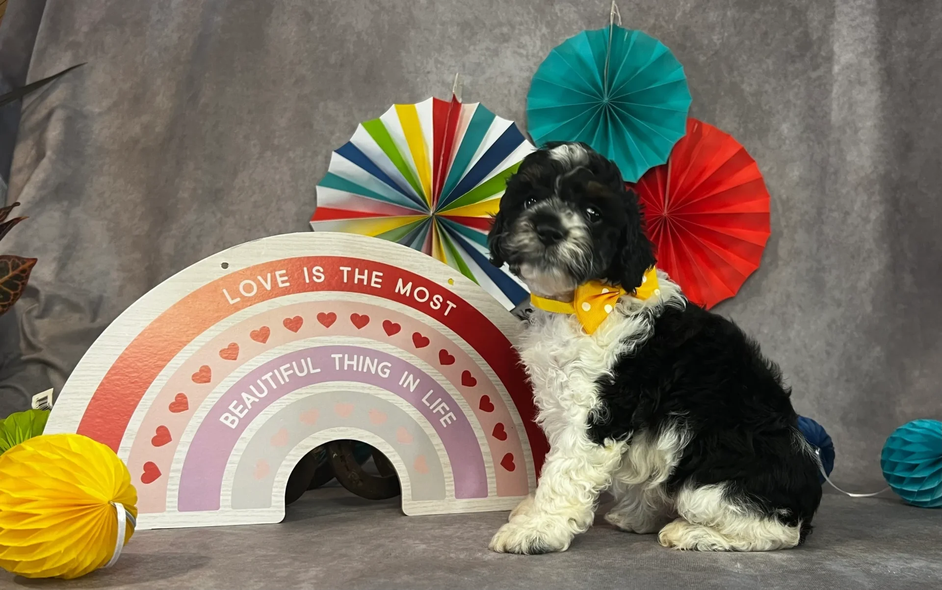 dog with yellow ribbon