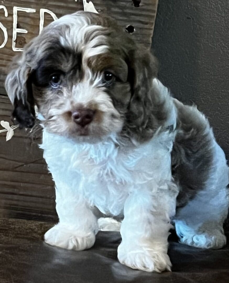 A small black and white puppy from one of the various puppy breeds, sitting on a wooden table.