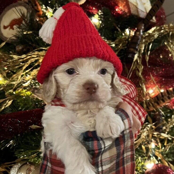 A white puppy of various breeds wearing a red hat in front of a Christmas tree.