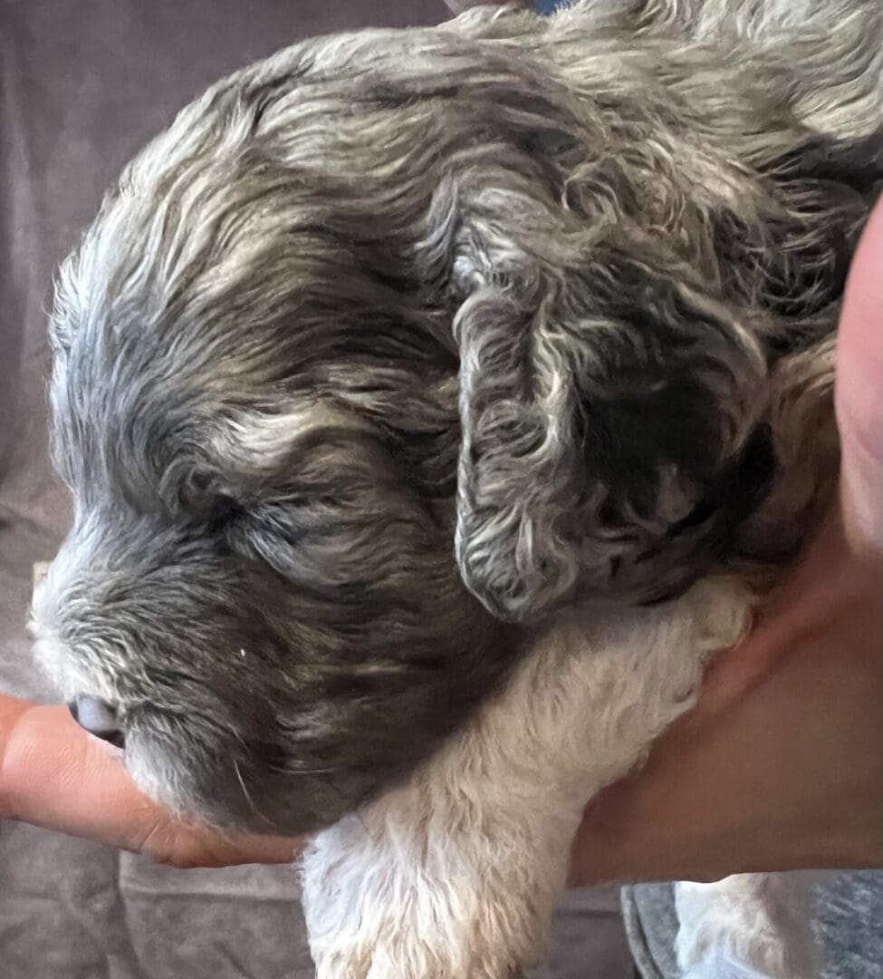 A grey and white puppy of different breeds is being held in a person's hand.