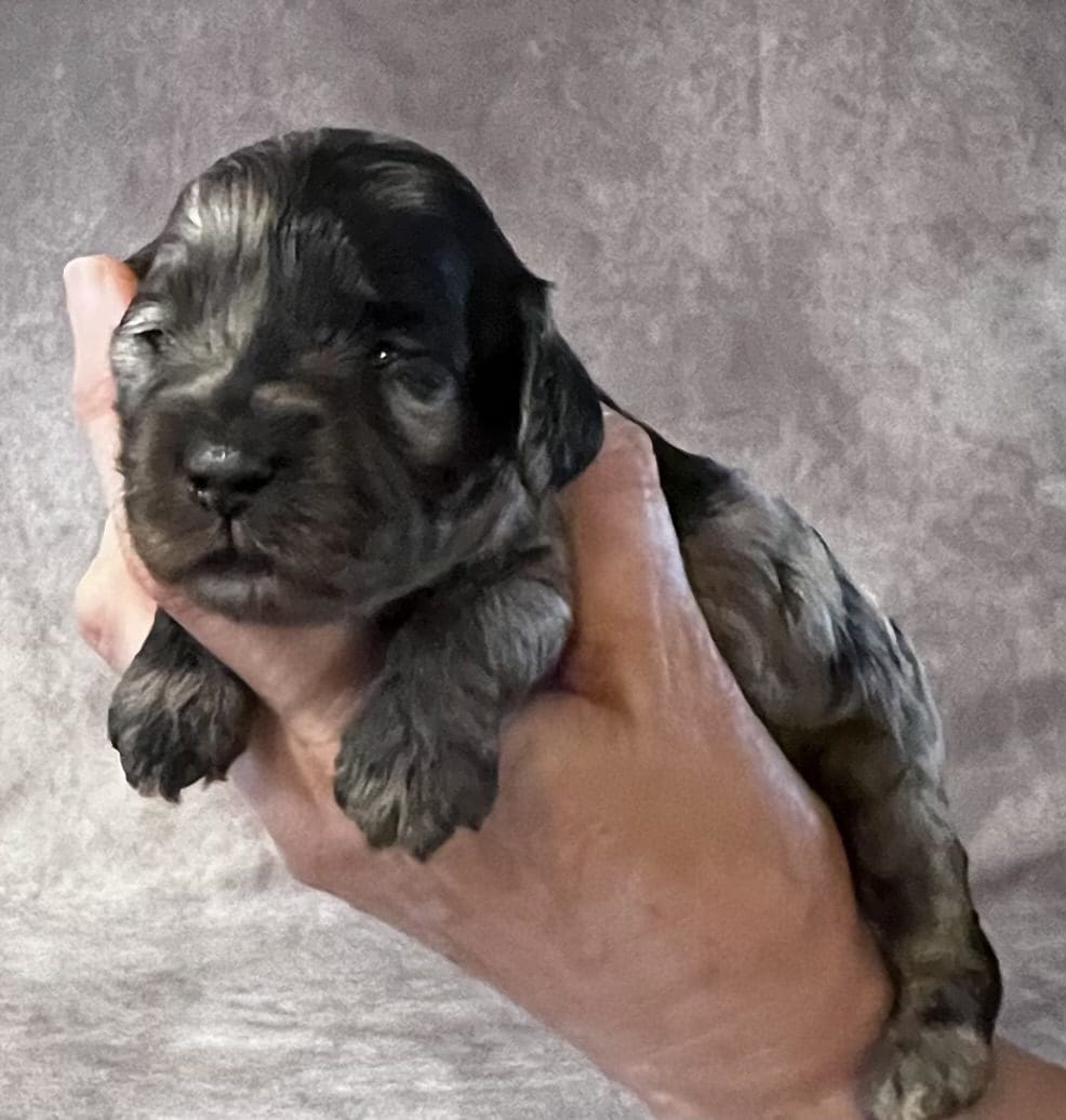 A small black and white puppy of various breeds being held in a person's hand.