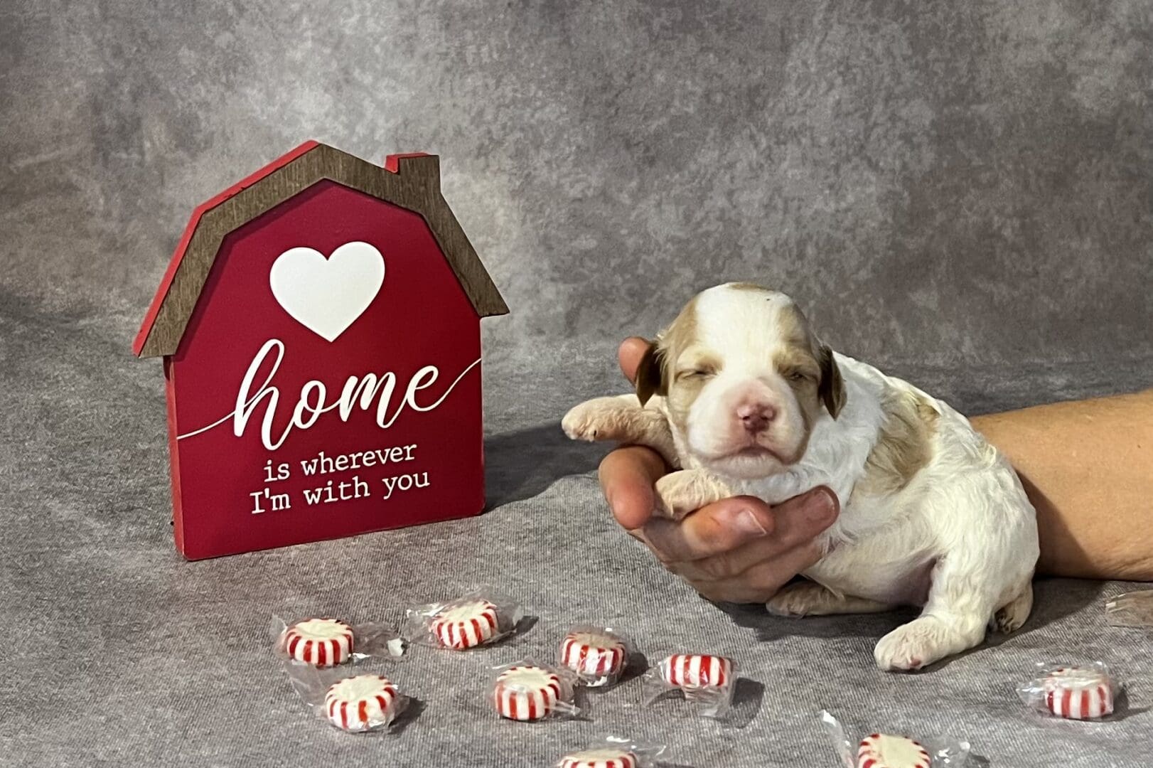 A person holding a Labrador puppy with candy canes in front of a home sign.