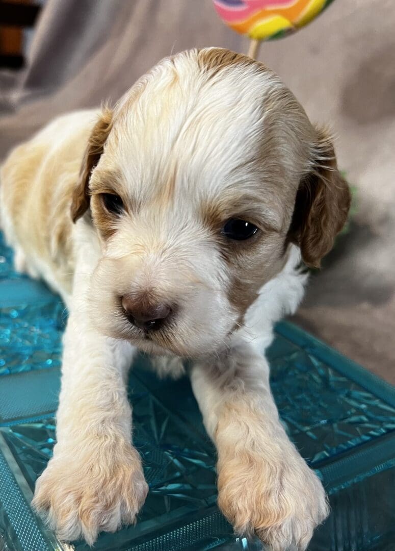 A cute brown and white puppy of various breeds laying on a blue tray.