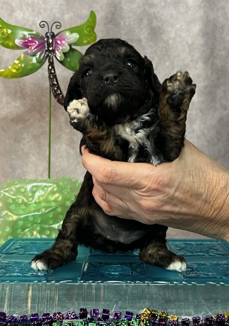 A black and brown puppy being held up by a person, showcasing different adorable puppy breeds.