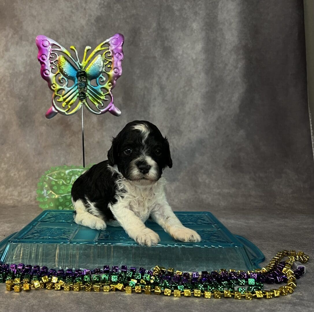 A black and white puppy of a specific breed with a butterfly on top of it.