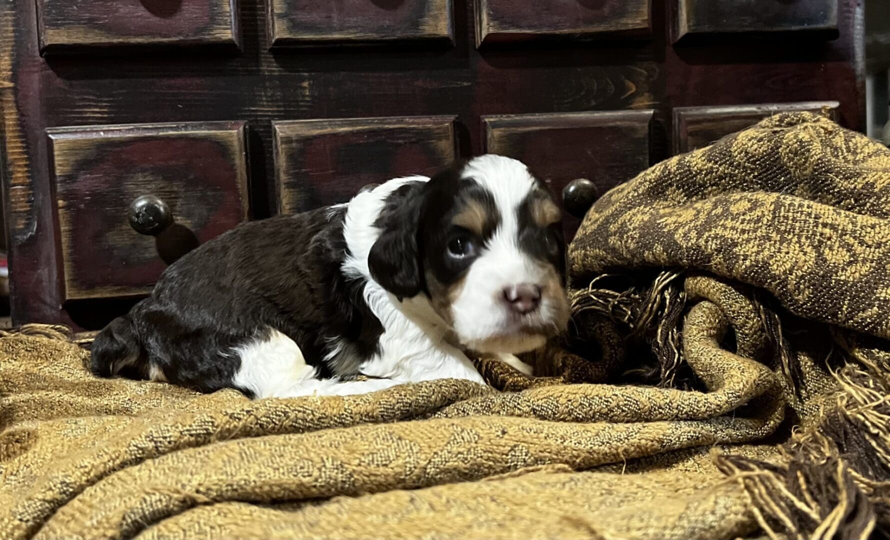 A Labrador Retriever puppy laying on a blanket.