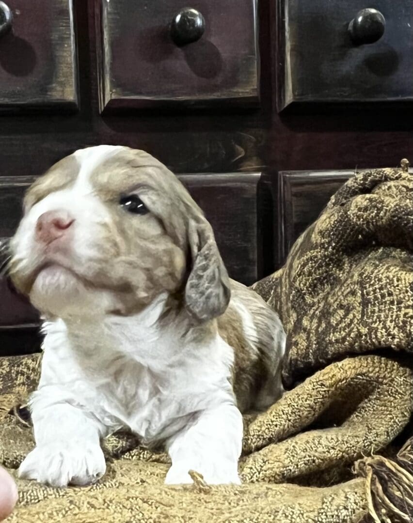 A brown and white puppy, representing different puppy breeds, sits on a cozy blanket.