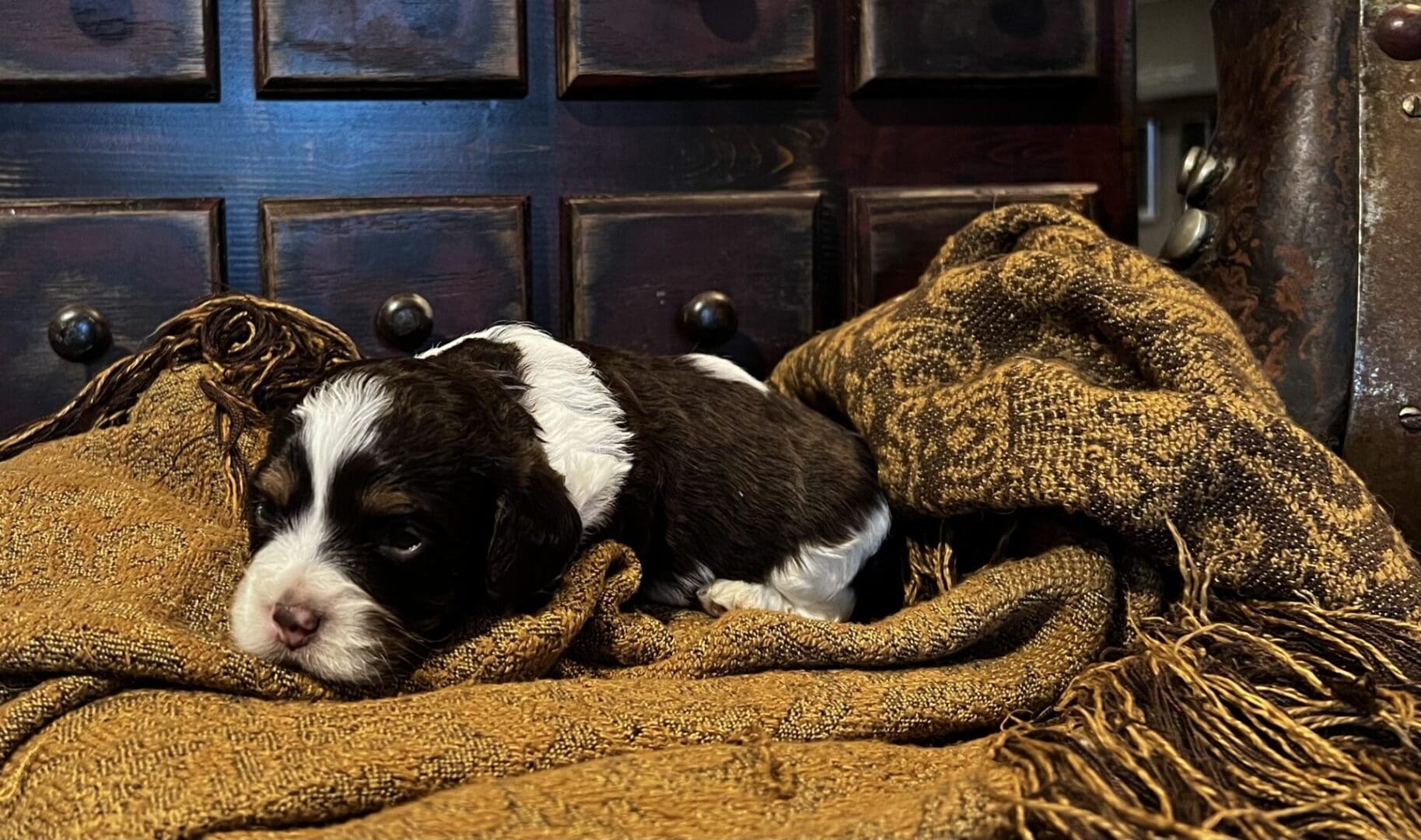 A German Shepherd puppy laying on a brown blanket.