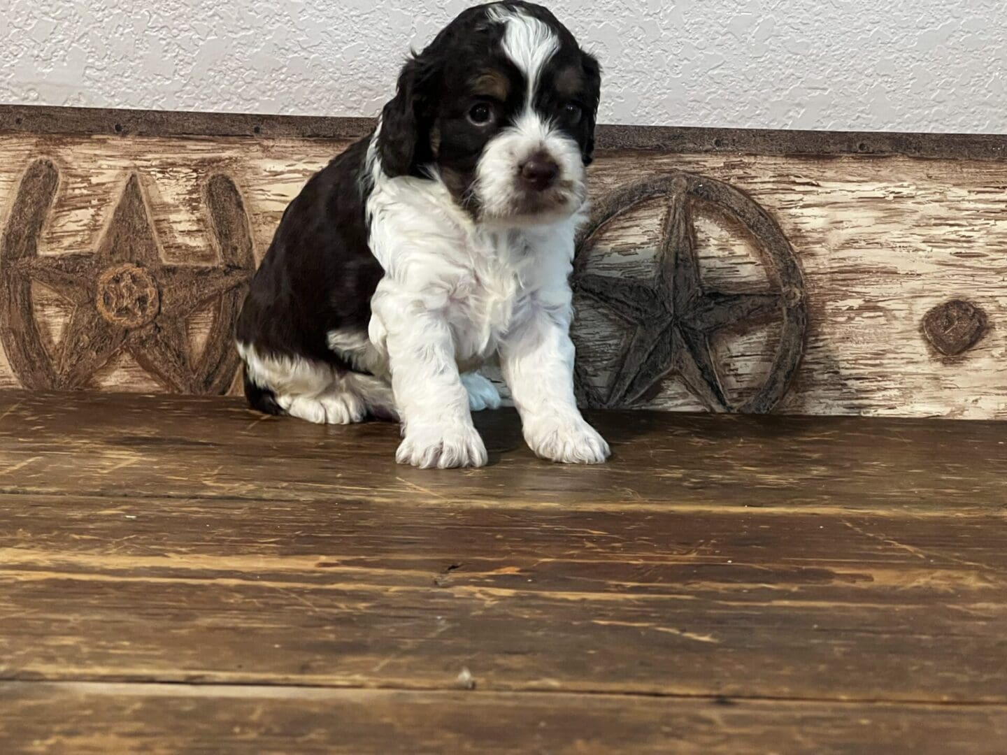 A black and white puppy, representing different puppy breeds, sitting on a wooden floor.