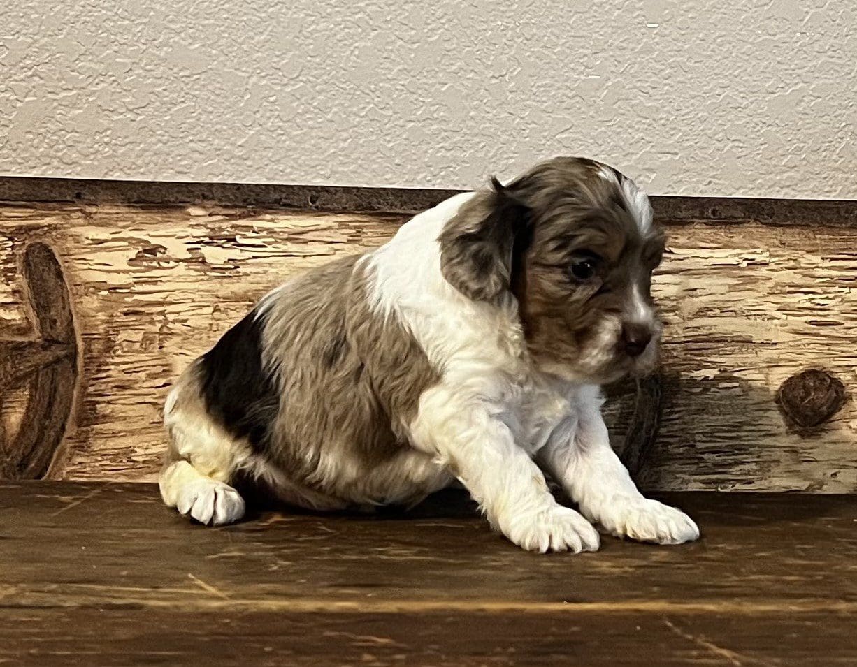         A small white and brown puppy, representing different puppy breeds, sitting on top of a wooden table.