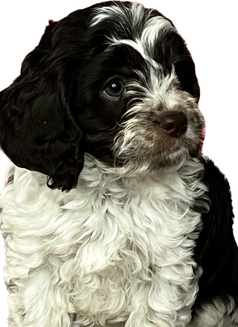 A black and white puppy of different breeds sitting on a white background.