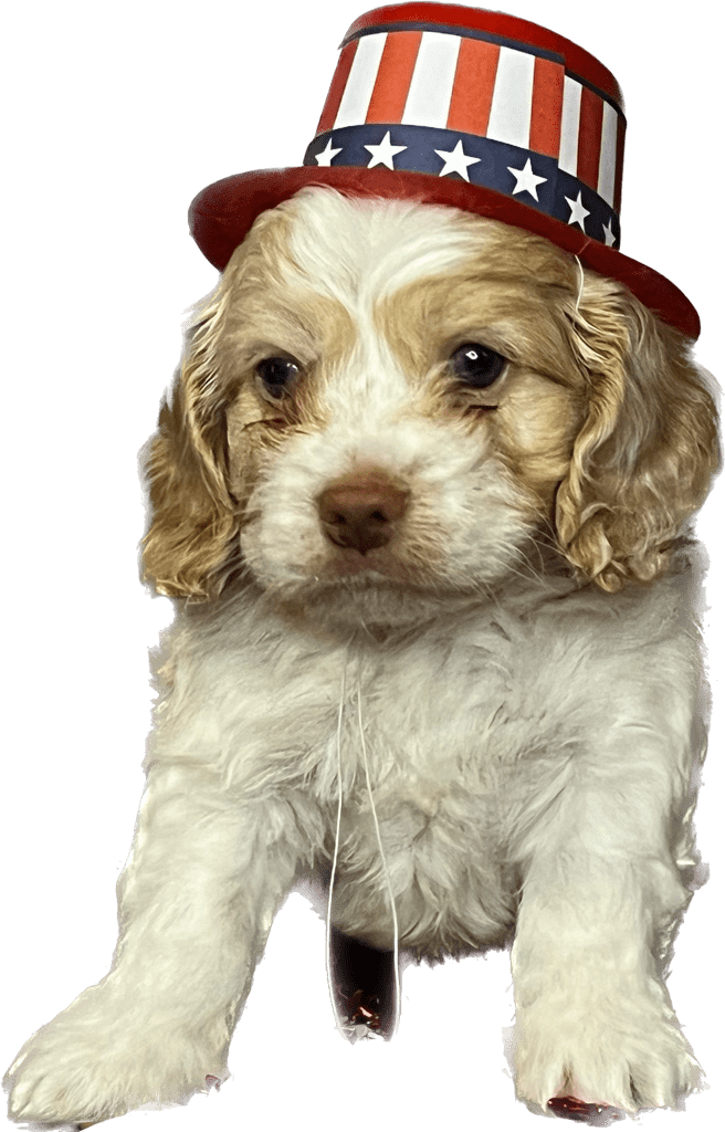 A patriotic puppy wearing a hat