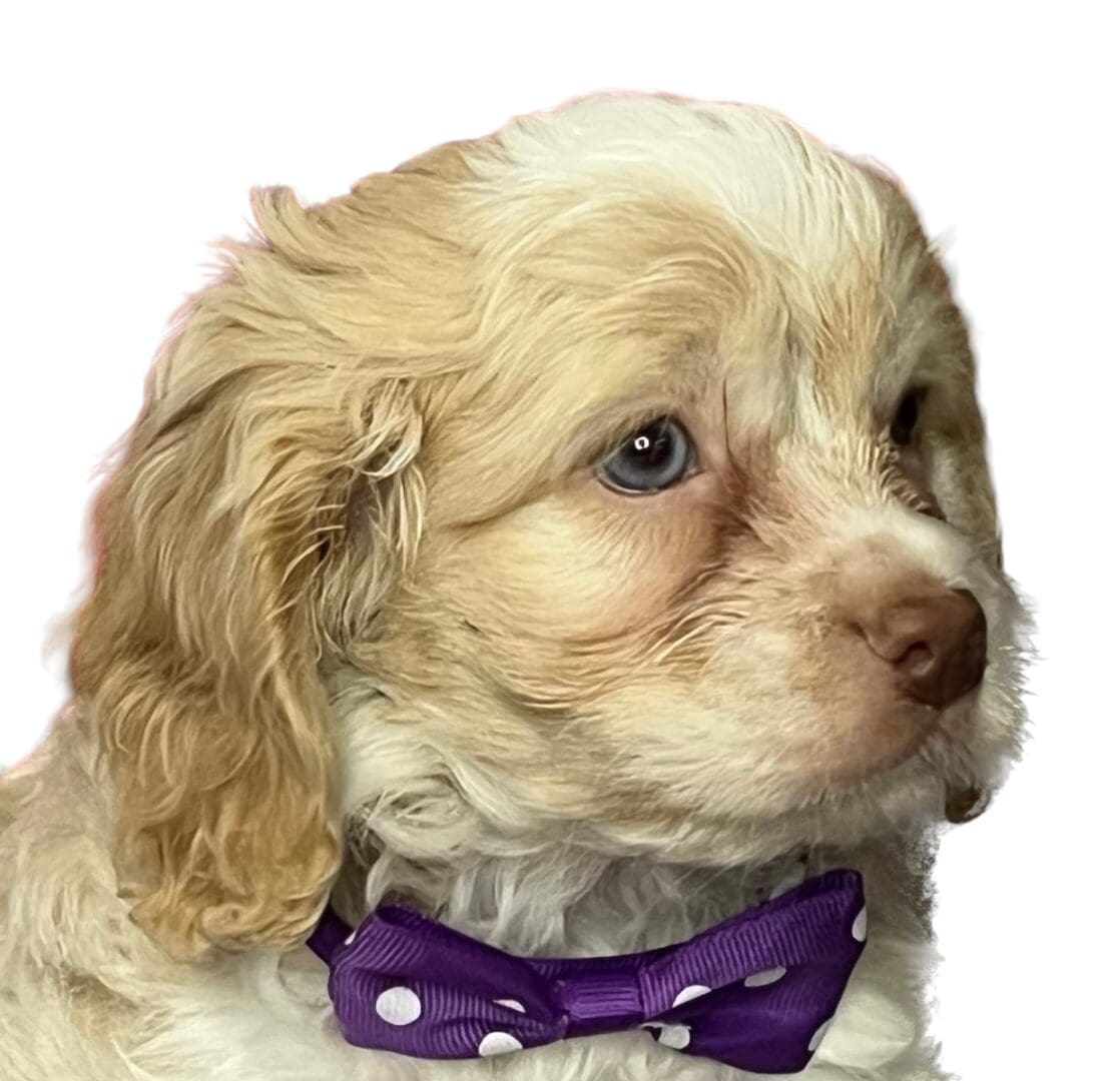 A white and brown puppy wearing a purple bow tie of unknown breed.