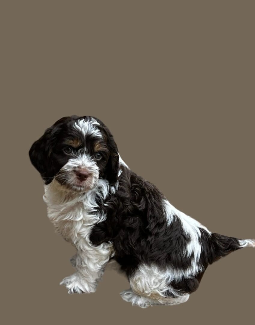 A black and white puppy sitting on a brown background.