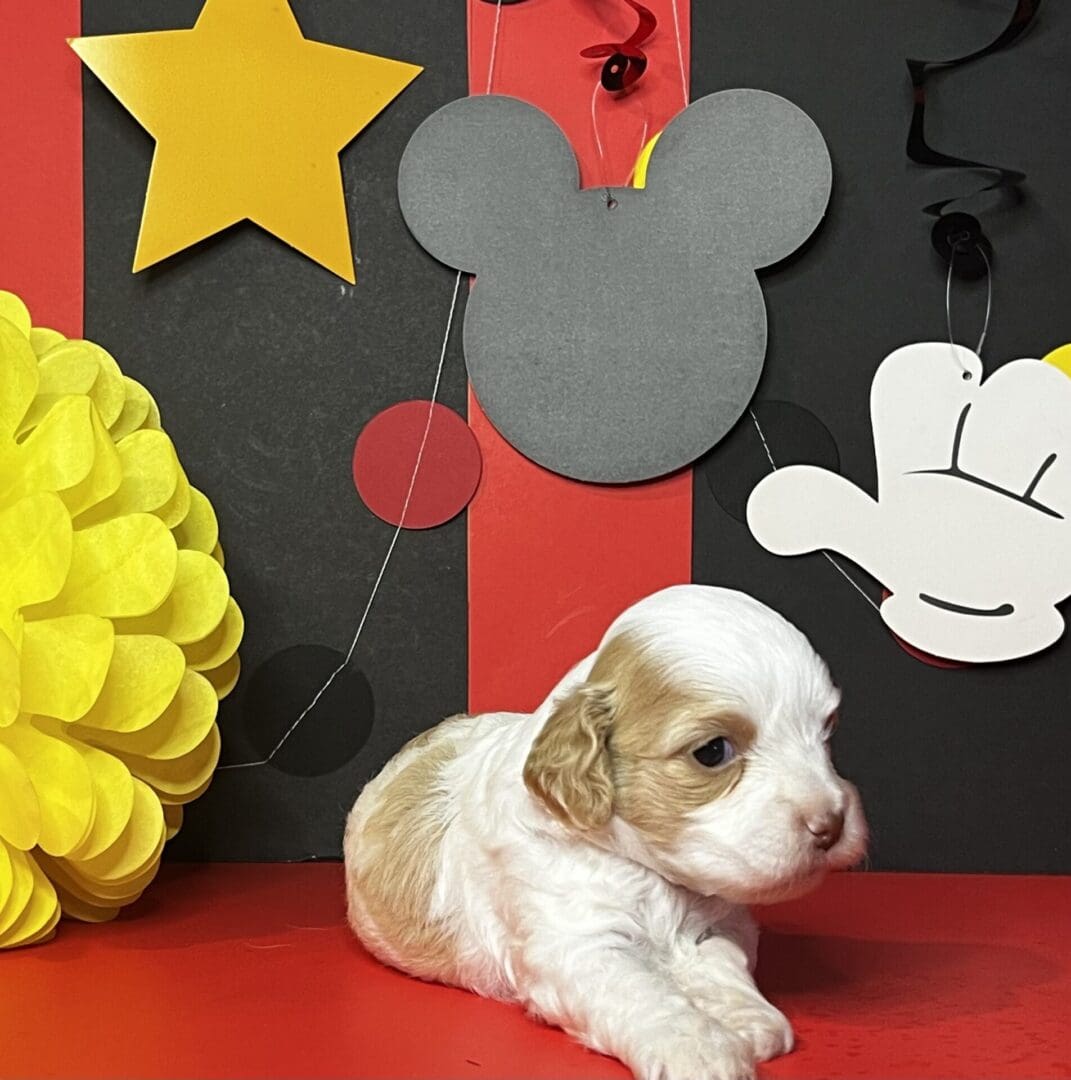 A white and brown puppy of various puppy breeds with a Mickey Mouse logo on a red background.