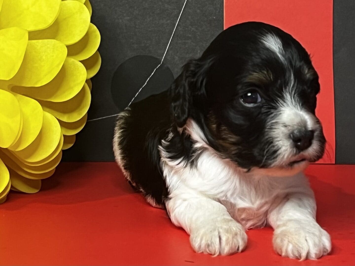 A black and white puppy of various breeds laying on a red background.