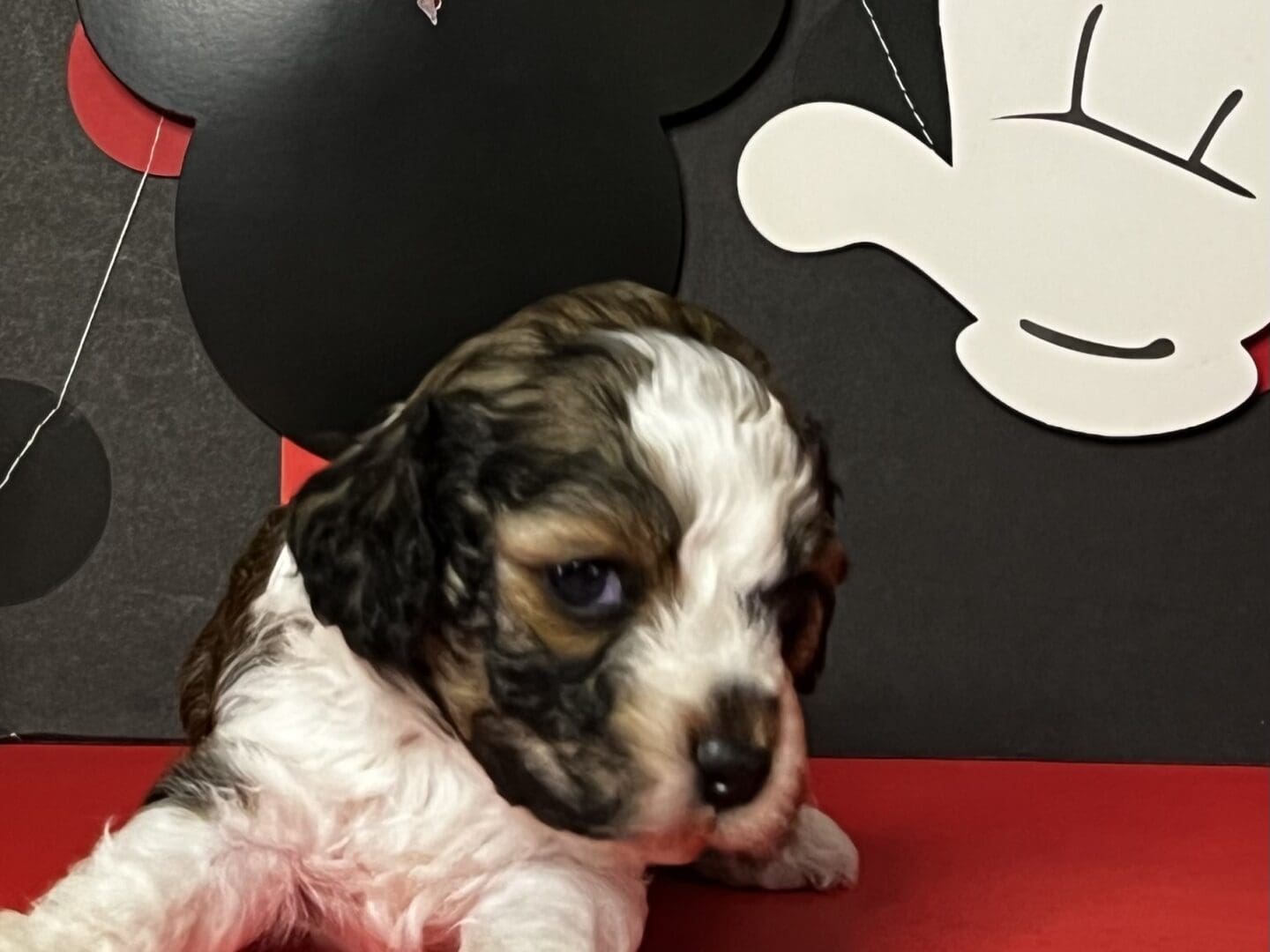 A black and white puppy in front of a mickey mouse.