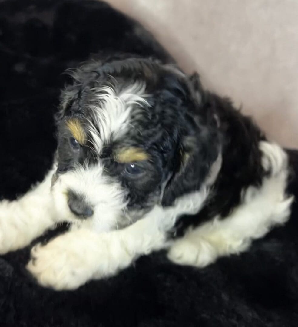 A black and white [puppy] laying on a black blanket.