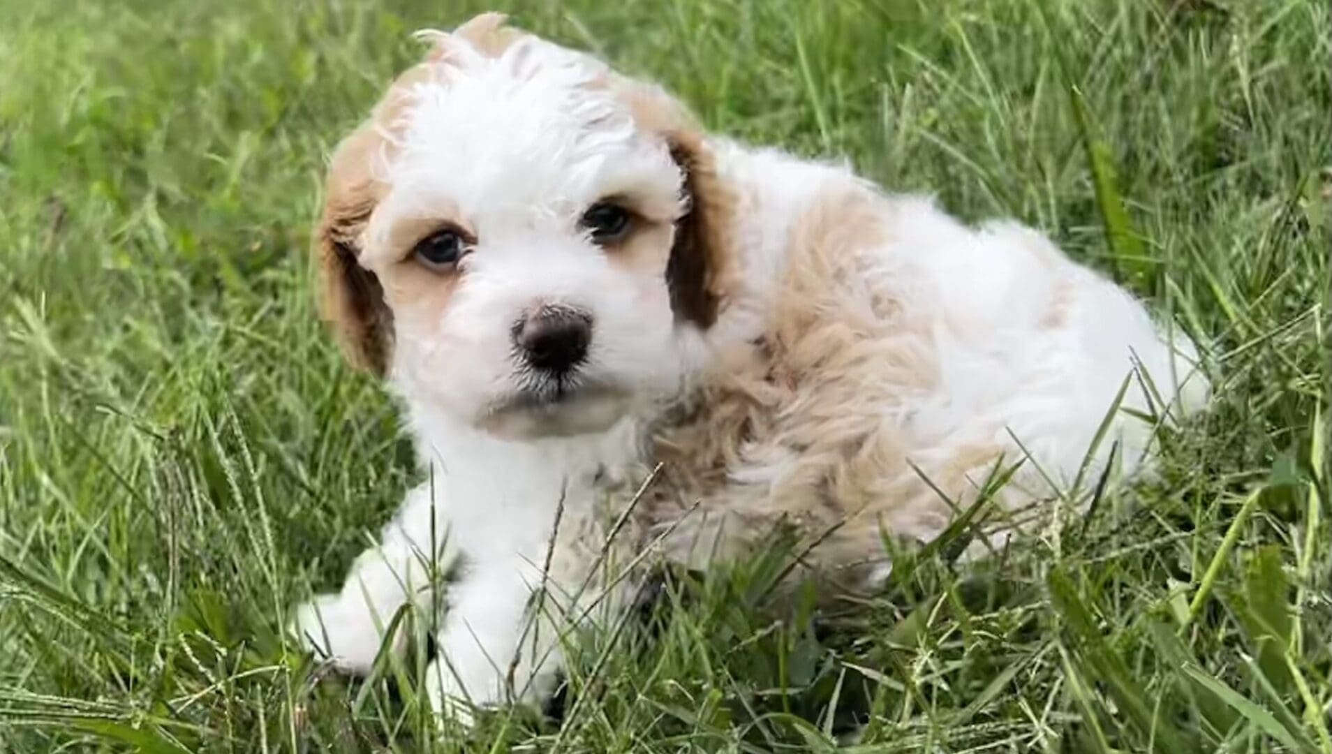 A small white and brown puppy of varying breeds sitting in the grass.