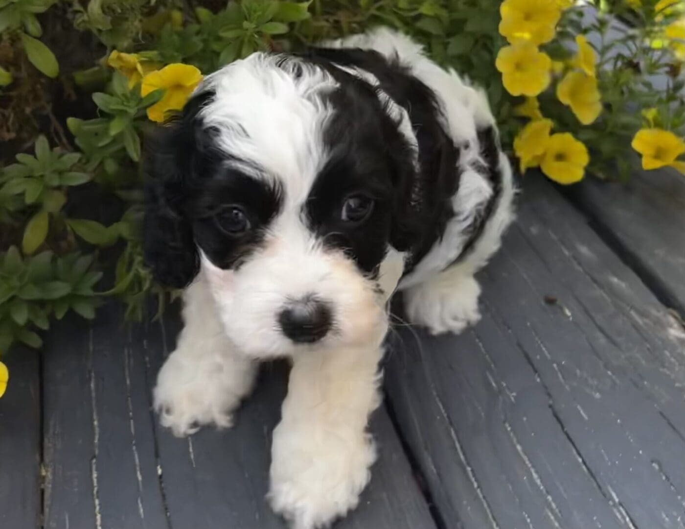 A black and white puppy of different breeds sitting on a wooden deck.