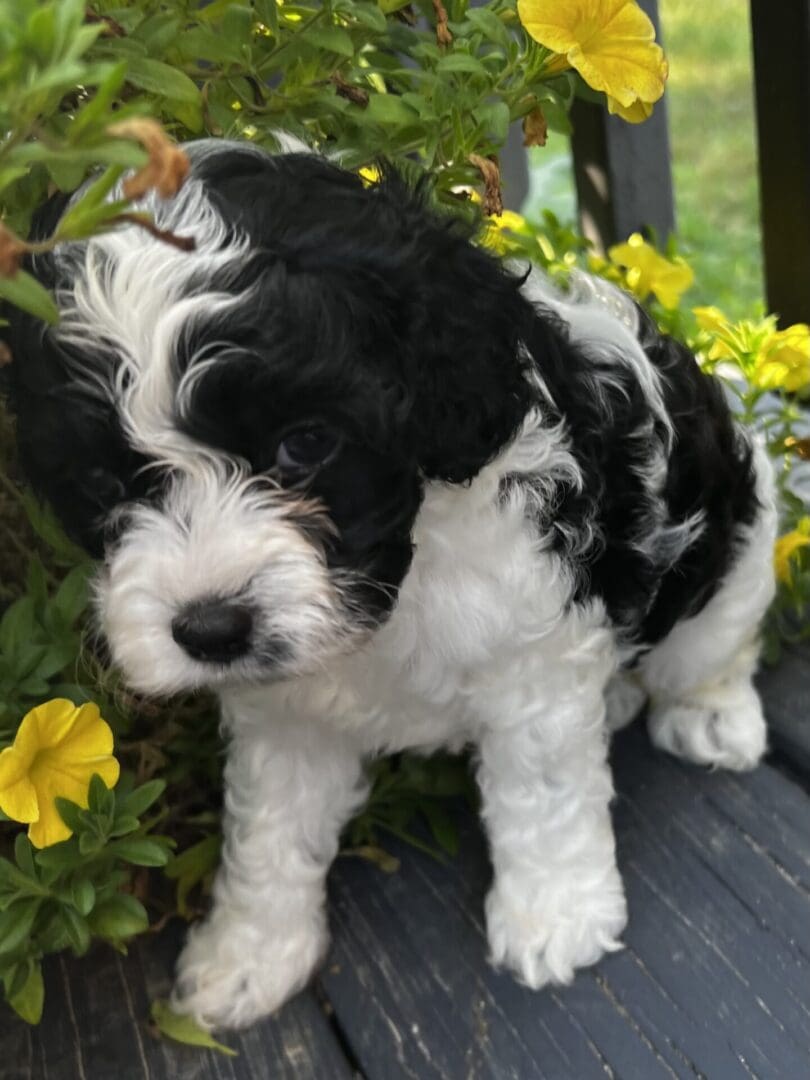 A black and white puppy of various Breeds sitting on a wooden deck.