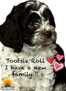 A black and white dog with the words toosie roll i have a new family.