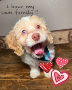 A dog with a valentine's day heart on his head.