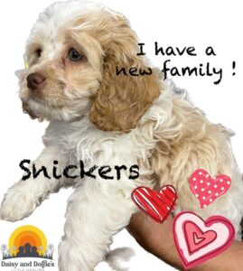 I have a new family snickers.