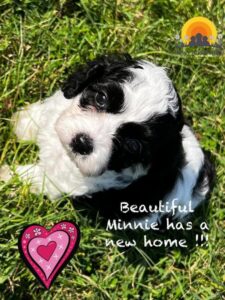 A black and white puppy with the words beautiful mink has a new home.