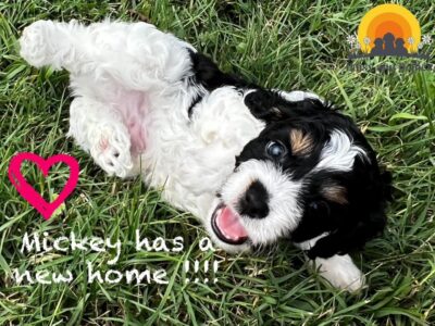 A black and white puppy laying in the grass with the words, nicky has a new home.