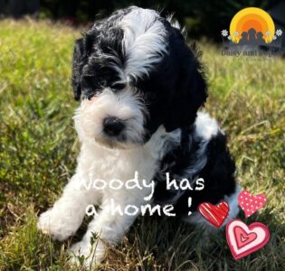 Woody has a home.