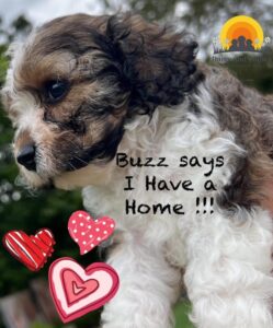 Buzz says i have a home.